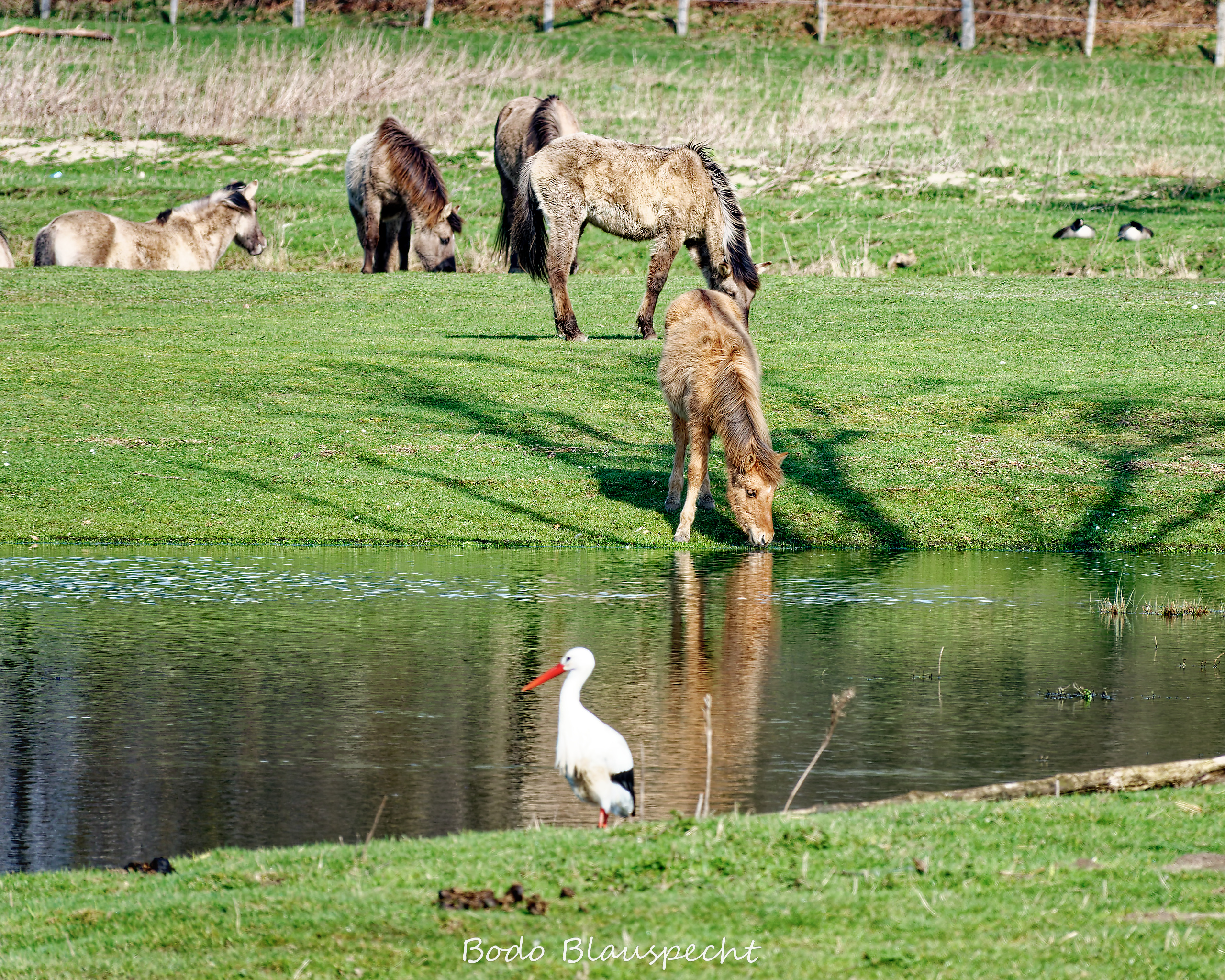 Konik   Samson  Steveraue 2020.03.14 11.10 02 WEB 1